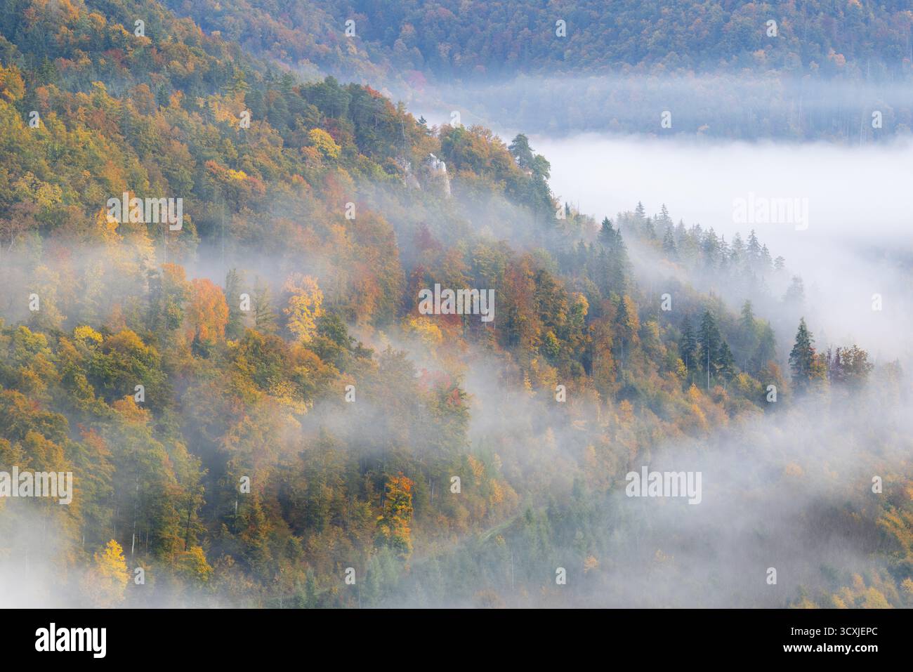 Blick vom Knopfmacherfelsen ins Donautal, Mischwald, Herbstfarben, Nebel, Herbst, Fridingen, Donautal, Naturpark obere Donau Stockfoto
