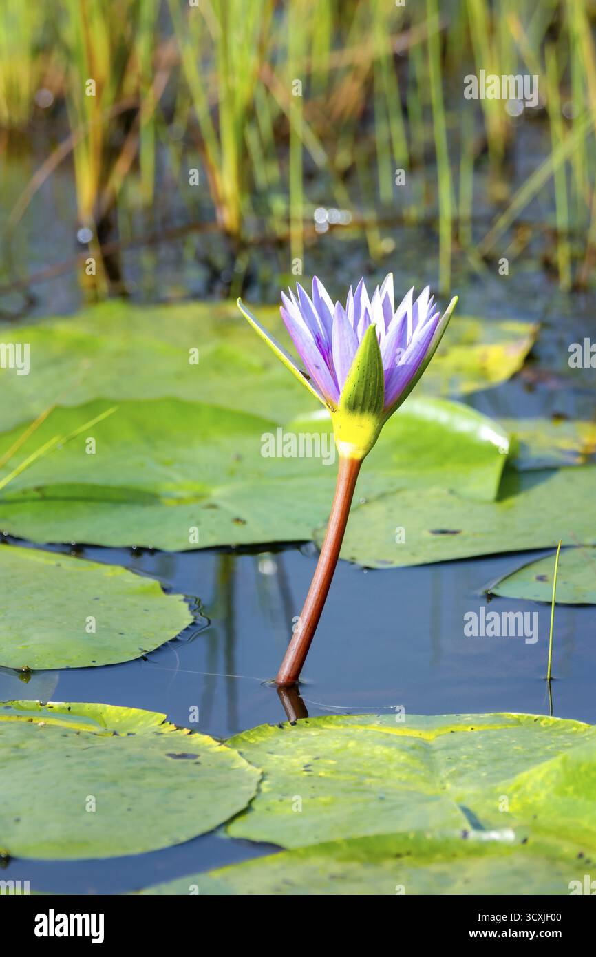 Blume einer Seerose (Nymphaeaceae), Mabamba Swamp, Lake Victoria, Uganda Stockfoto