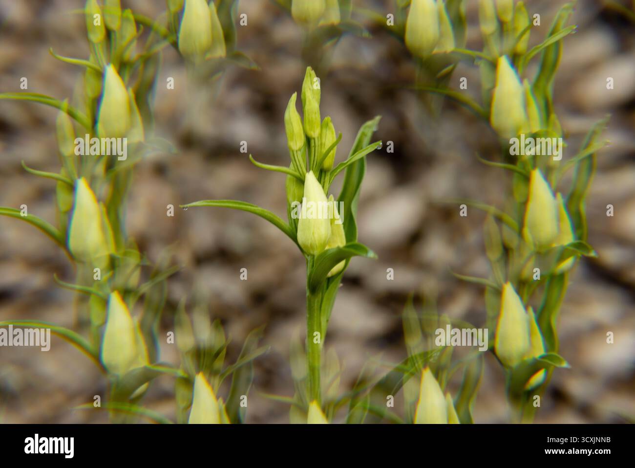 Zarte gelbe Blütenknospen beginnen zu blühen in einem üppigen Garten, umgeben von erdigen Elementen unter hellem Sonnenlicht. Stockfoto