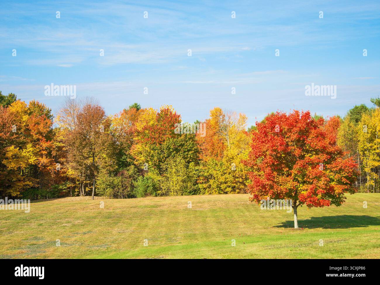 Schöner roter Herbstahornbaum auf einem grünen Grasfeld. Sonniger Herbsttag in Neuengland. Laubbäume im Herbst im Hintergrund Stockfoto