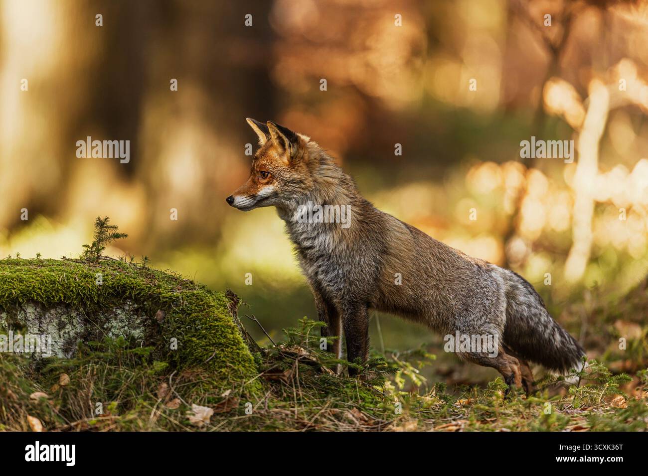 Ein wilder Rotfuchs (Vulpes vulpes) mit dickem Winterfell steht aufmerksam neben einem moosbedeckten Stumpf in einem sonnendurchfluteten Wald, wachsam und konzentriert auf etwas Stockfoto