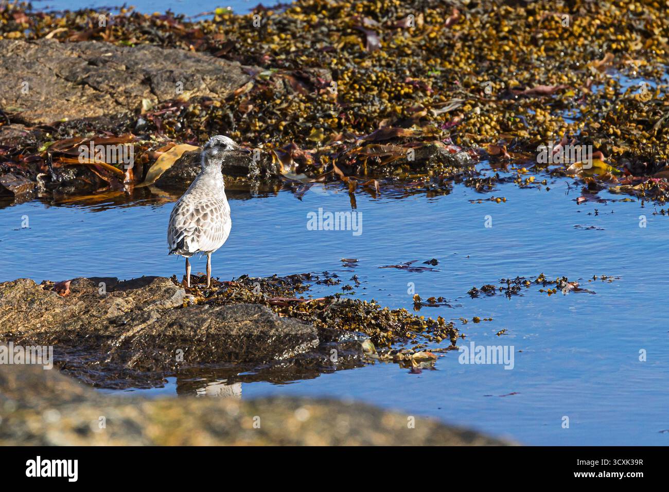 Eine junge Heringsmöwe (Larus argentatus) mit braunem Gefieder steht auf Küstenfelsen, die mit Algen bedeckt sind und von flachem Blau umgeben sind, wachsam Stockfoto