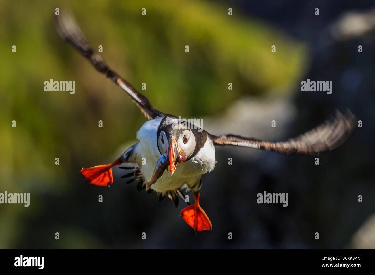 Ein Atlantischer Puffin (Fratercula arctica) fliegt tief mit kleinen Fischen in seinem orangen Schnabel. Stockfoto