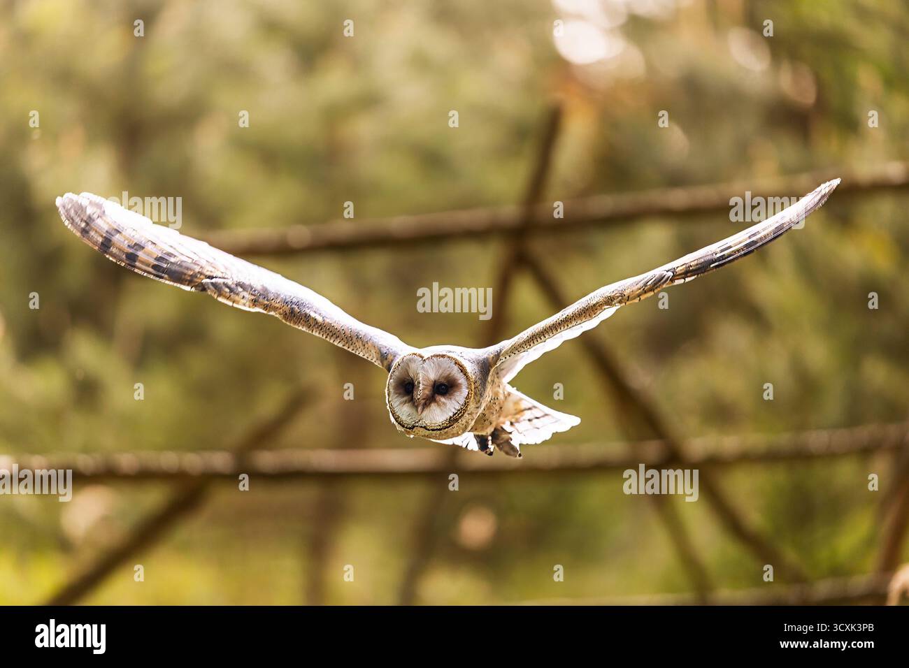 Eine Scheuneneule (Tyto alba) gleitet lautlos mit weit geöffneten Flügeln durch den Wald. Stockfoto Eine Scheuneneule (Tyto alba) gleitet lautlos mit weit geöffneten Flügeln durch den Wald. Stockfoto