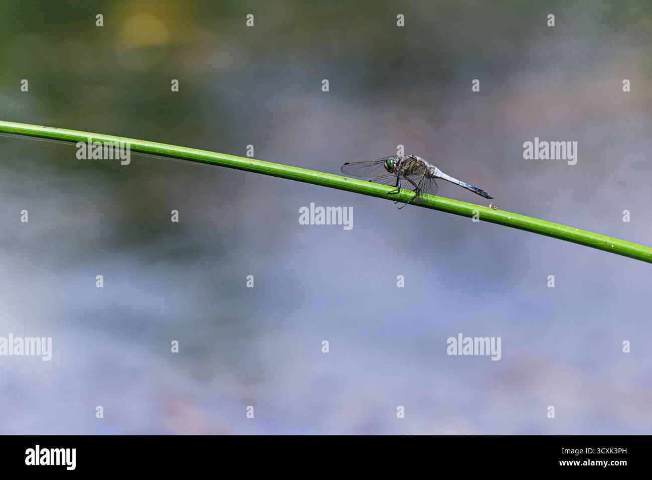 Ein männlicher Weißschwanzskimmer (Orthetrum albistylum) sitzt bei weichem Tageslicht auf einem einzigen grünen Stiel über dem ruhigen Wasser. Stockfoto