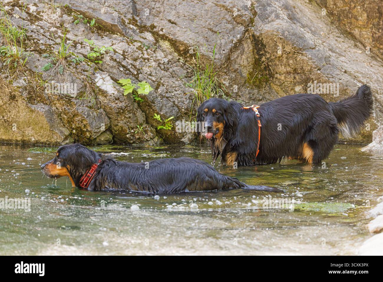 Zwei Hovawart-Hunde (Canis Lupus familiaris) stehen nass und wachsam im flachen Bach. Stockfoto