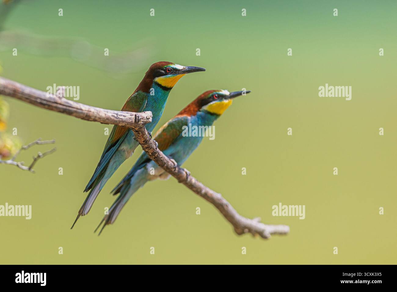Zwei europäische Bienenfresser (Merops apiaster) sitzen bei hellem Tageslicht auf einem dünnen Zweig dicht beieinander. Stockfoto