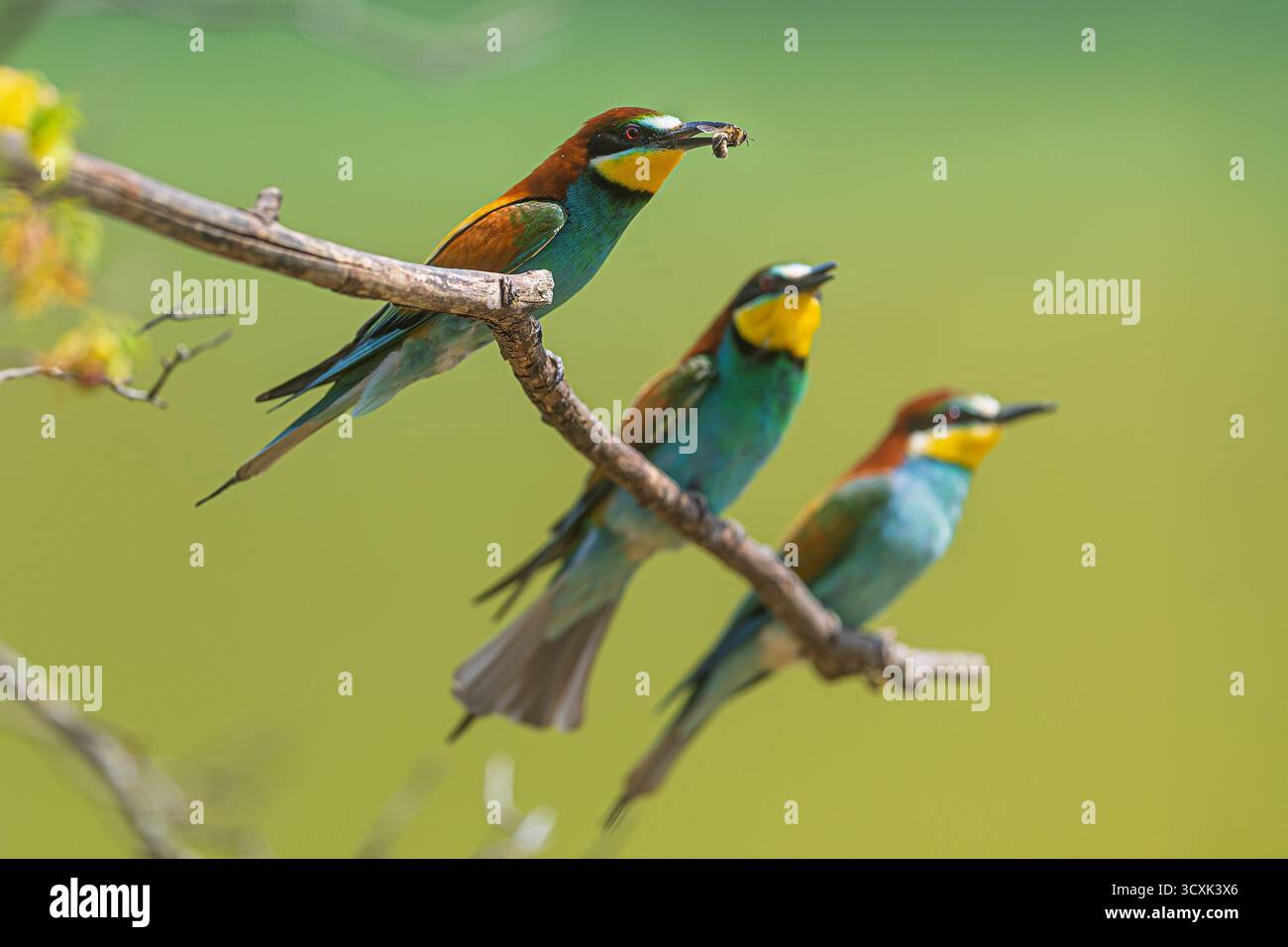 Drei europäische Bienenfresser (Merops apiaster) stehen auf einem Zweig, einer hält ein Insektenfresser im Schnabel. Stockfoto