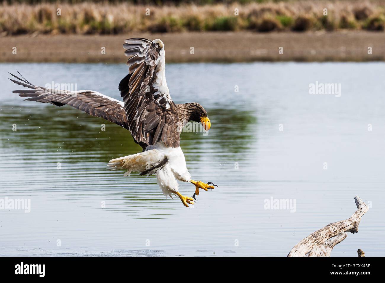 Der alte Steller-Seeadler (Haliaeetus pelagicus), auch als Pazifikadler bekannt, sucht nach den Fischen im Wasser Stockfoto