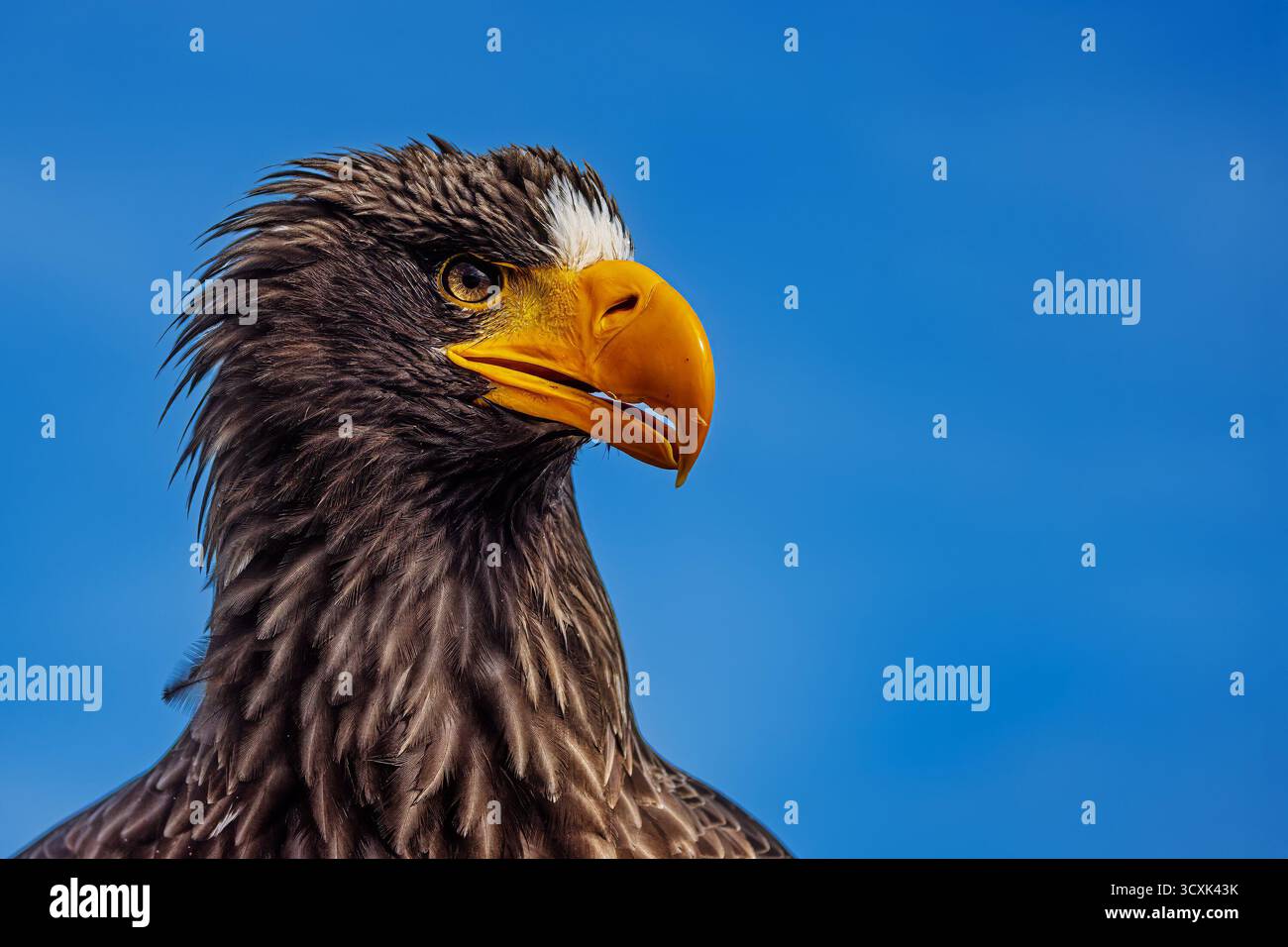 Old Steller's Seadler (Haliaeetus pelagicus), auch bekannt als Pazifikadlerportrait in der Nähe Stockfoto