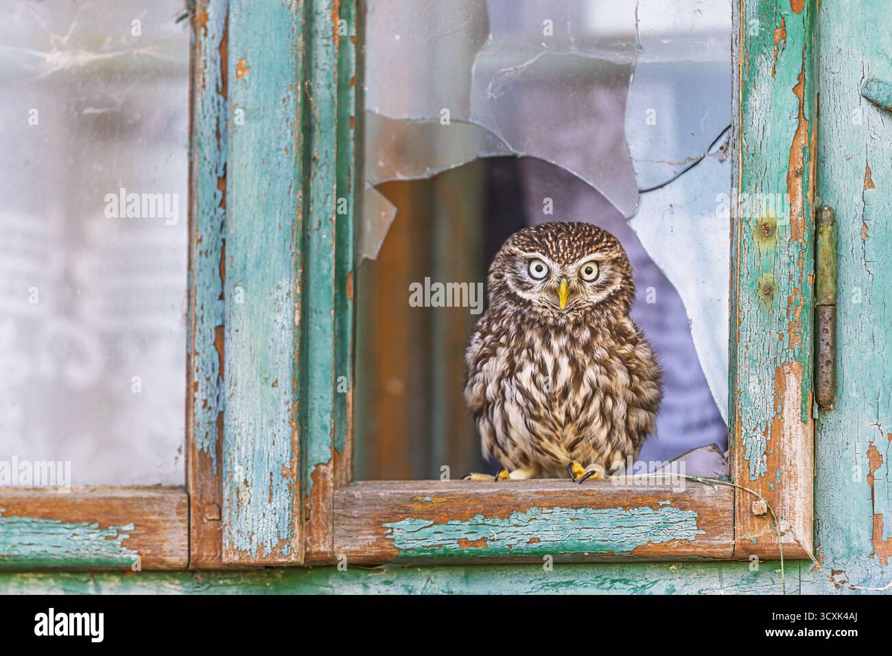 Kleine Eule (Athene noctua) im kaputten Fenster Stockfoto