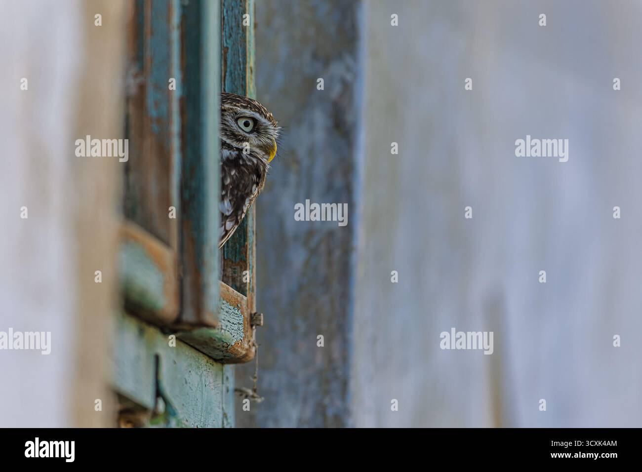 Kleine Eule (Athene noctua), die aus dem Fenster blickt Stockfoto