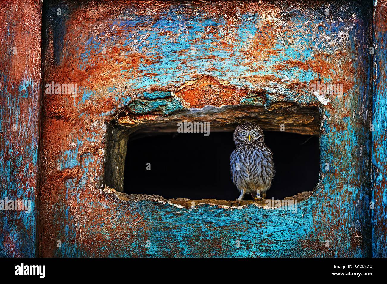Kleine Eule (Athene noctua) im Loch einer alten kaputten Mauer Stockfoto