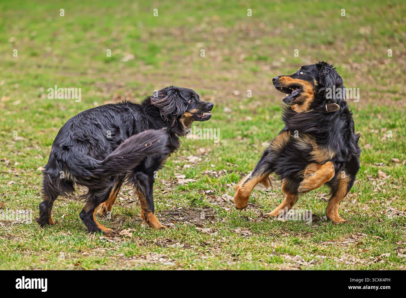 Zwei Hovawart-Hunde (Canis Lupus familiaris) spielen energisch auf einem grasbewachsenen Feld, stehen sich mit offenem Mund und ausdrucksstarker Körpersprache gegenüber Stockfoto