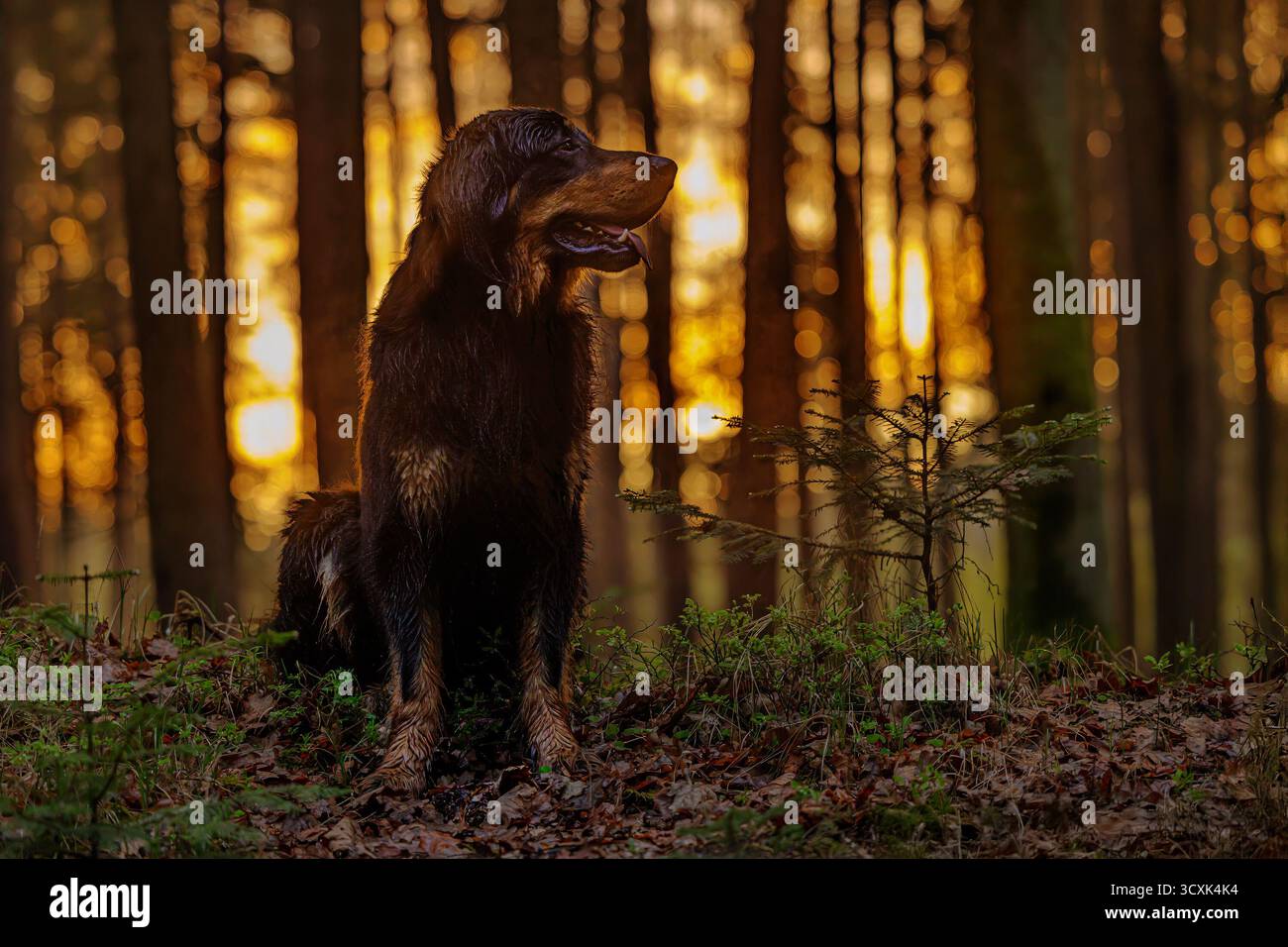 Schwarz-goldenes Hovie-Hund hovawart-Porträt in niedriger Sonne im Wald Stockfoto