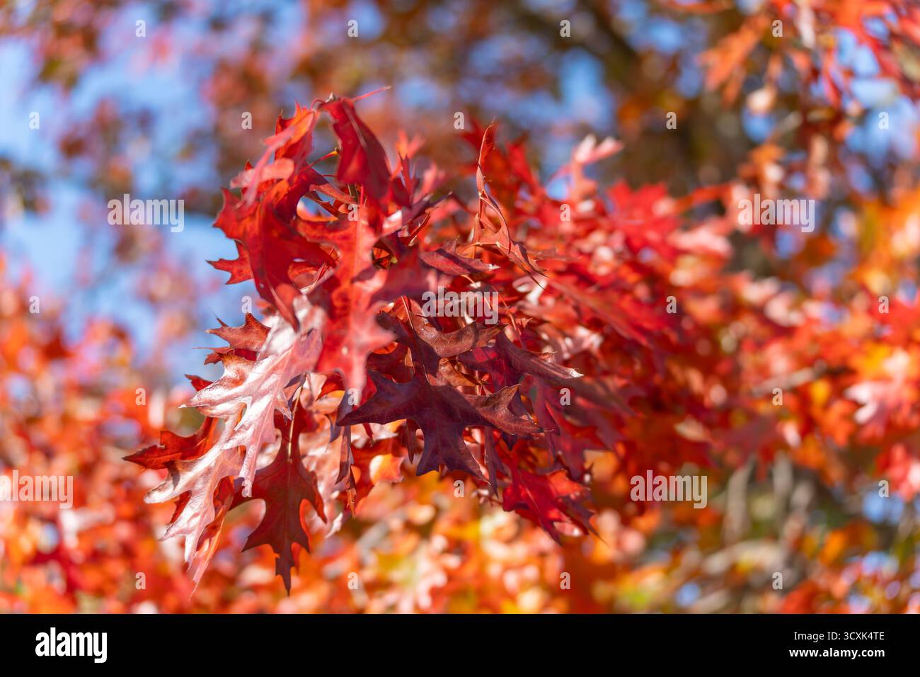 Herbsteichenzweig im Sonnenlicht. Ein Zweig voller roter Eichenblätter leuchtet unter einem klaren blauen Himmel. Die warmen Farben symbolisieren die Schönheit der wechselnden Jahreszeiten. Stockfoto