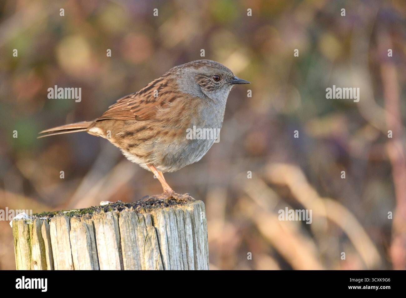 Dunnock erholt sich im Winter auf einem Zaunpfosten. River Stour, Dorset, England, Großbritannien. Stockfoto