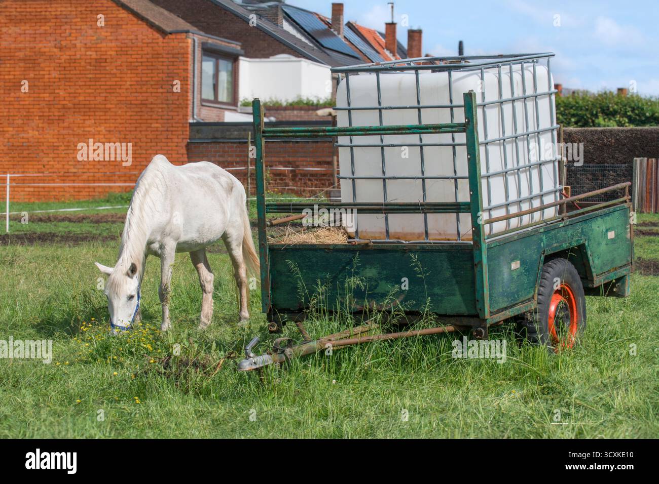 Ein Anhänger mit einem großen Kanister Wasser für die Bewässerung und Tiere auf einem Feld ohne Zugang zu Wasserressourcen. Weißes Pferd auf dem Feld Stockfoto
