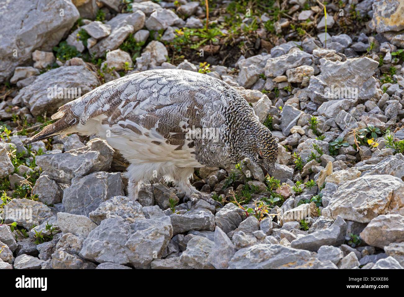 Felsenschneehang (Lagopus muta) männliche Nahaufnahme bei der Fütterung an felsigen Berghängen in den alpen, Bayern, Deutschland Stockfoto