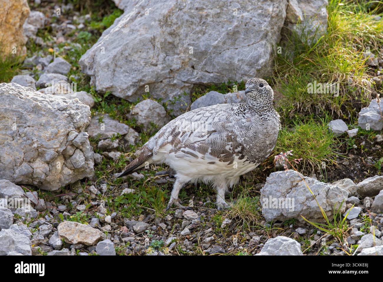 Felsenptarmigan (Lagopus muta) Weibchen aus nächster Nähe auf felsigem Berghang in den alpen, Bayern, Deutschland Stockfoto