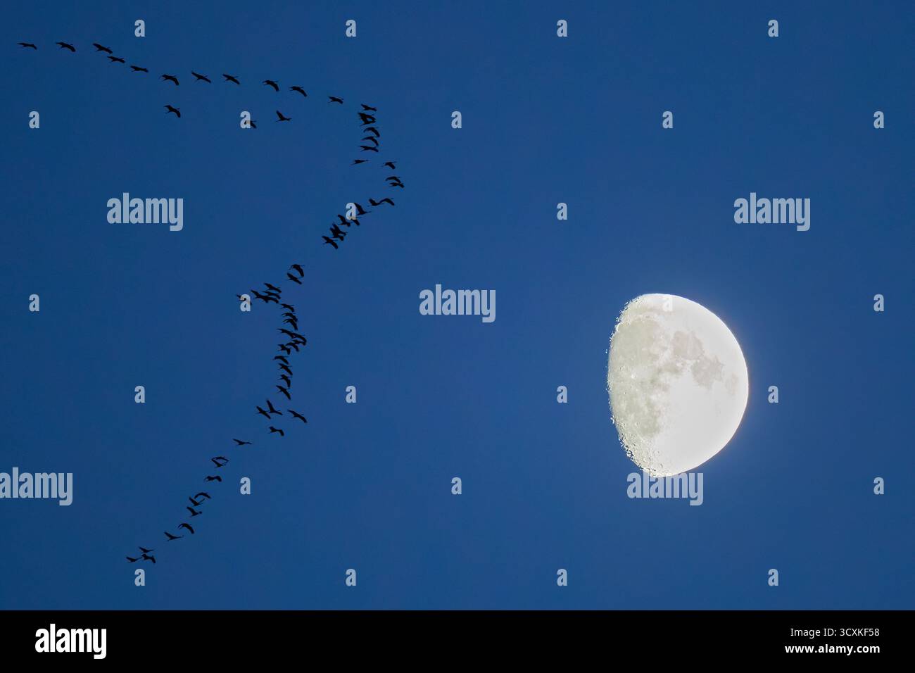Grus grus große Herde, die in der Abenddämmerung vor dem Mond fliegt, Hessen, Deutschland Stockfoto