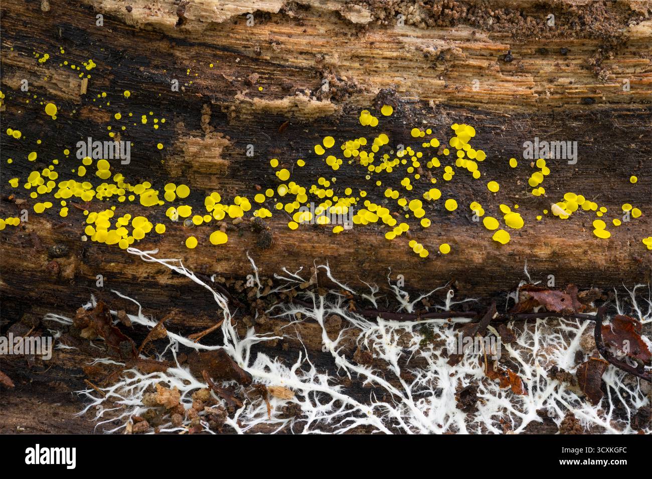 Lemon Disco Calycina citrina, eine kleine Gruppe von Pilzen, die unter einem verfaulenden Baum in einem Wald wachsen, Nottinghamshire, UK, Oktober Stockfoto