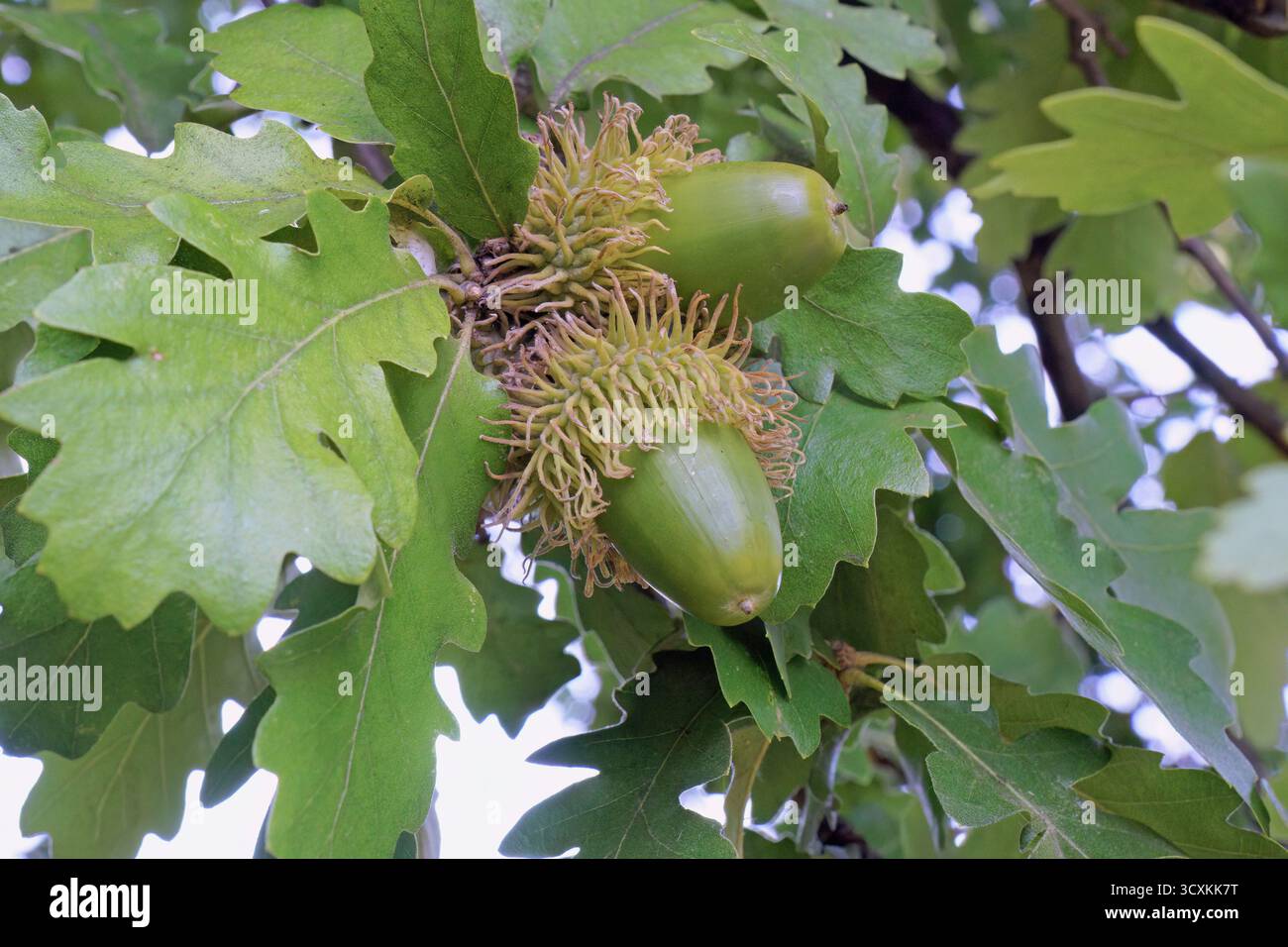 Blätter und unreife Früchte von tukey-Eiche oder österreichischer Eiche, Quercus cerris, Fagaceae. Nahaufnahme Stockfoto