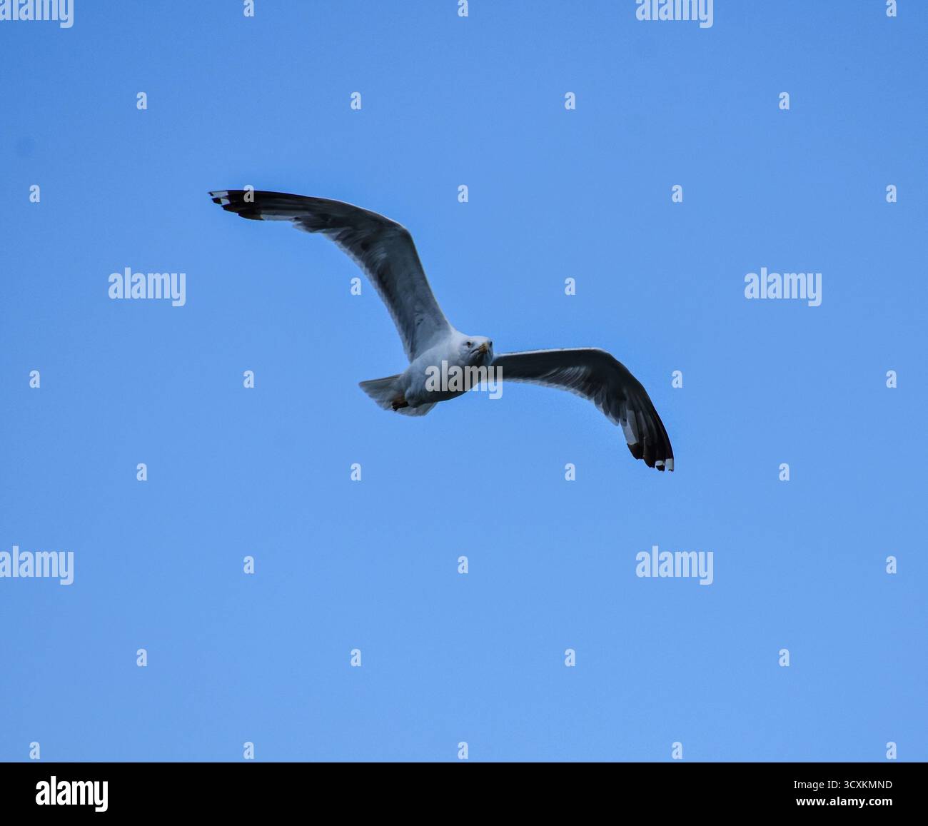 Elegante weiße Möwe im Flug vor einem hellblauen Himmel Hintergrund, symbolisiert Freiheit, Ruhe und die Schönheit des offenen Raums. Stockfoto