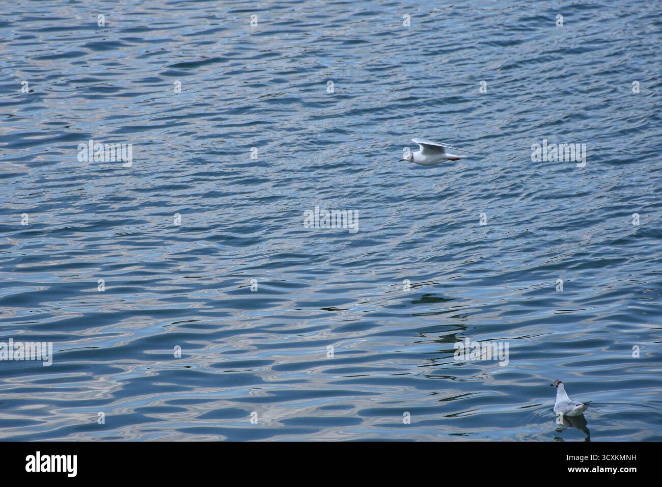 Friedliche Tageslichtatmosphäre mit einer Möwe, die über ruhiges Donauwasser gleitet, sanften Reflexen und sanften Wellen an der Oberfläche. Stockfoto