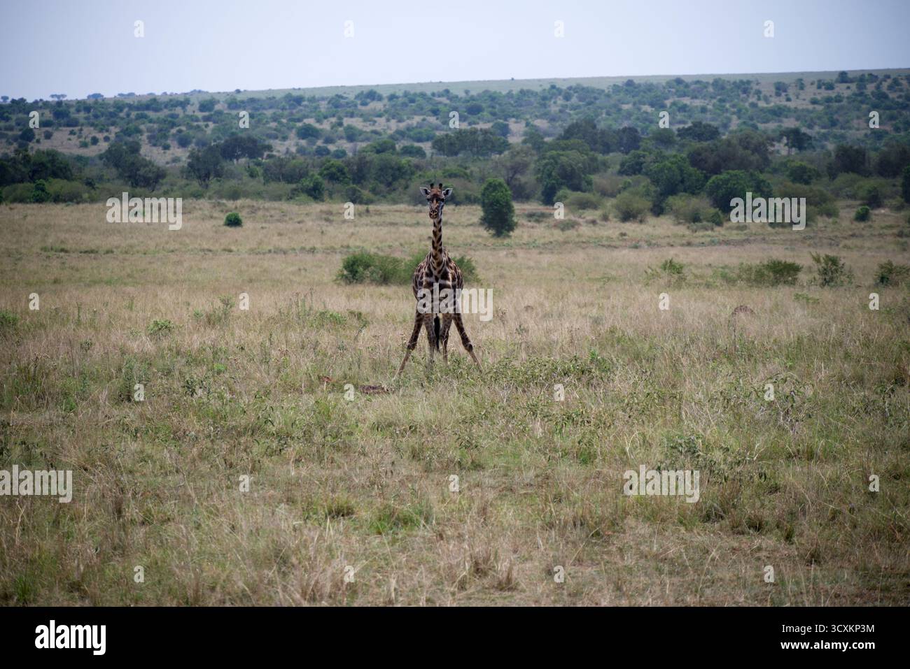 Maasai Giraffe mit offenen Beinen (Giraffa tippelskirchi) Stockfoto