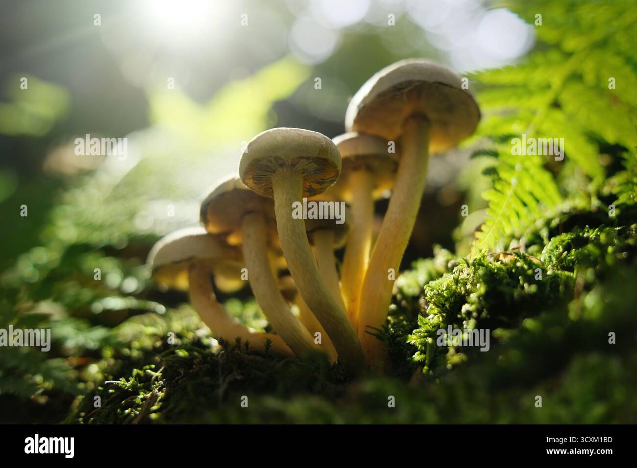 Pilze, Moos, Farn und die Sonne im Wald. Makro von vermutlich nicht essbaren Pilzen bei schönem Sonnenlicht, mit grüner Vegetation und verschwommenem Hintergrund Stockfoto