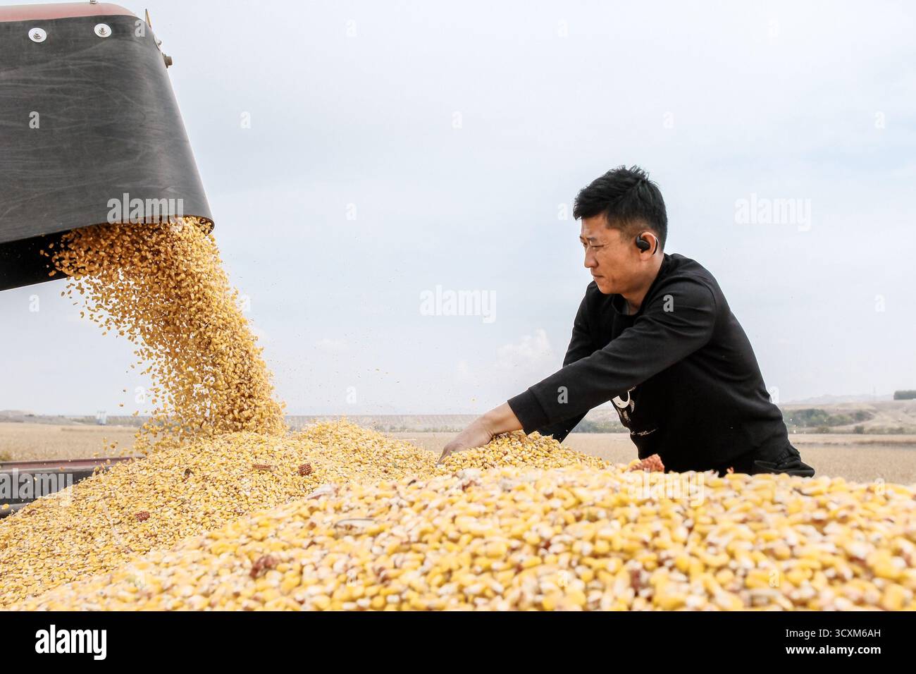 Bayannur, Chinas autonome Region Innere Mongolei. Oktober 2025. Ein Dorfbewohner entlädt geernteten Mais im urad Front Banner in Bayannur, nordchinesischer autonomer Region Innere Mongolei, 15. Oktober 2025. Das urad Front Banner in Bayannur hat vor kurzem die Herbsterntesaison begonnen, in der maschinelle Landwirtschaft eingesetzt wird, um die Effizienz zu verbessern. Quelle: Ma Jinrui/Xinhua/Alamy Live News Stockfoto