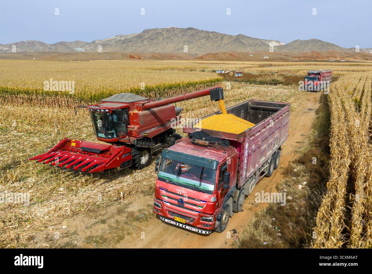 Bayannur, Chinas autonome Region Innere Mongolei. Oktober 2025. Ein Foto der Drohne zeigt einen Sensenmann, der Erntemais im urad Front Banner in Bayannur, der autonomen Region Innere Mongolei im Norden Chinas, am 15. Oktober 2025 entlädt. Das urad Front Banner in Bayannur hat vor kurzem die Herbsterntesaison begonnen, in der maschinelle Landwirtschaft eingesetzt wird, um die Effizienz zu verbessern. Quelle: Ma Jinrui/Xinhua/Alamy Live News Stockfoto