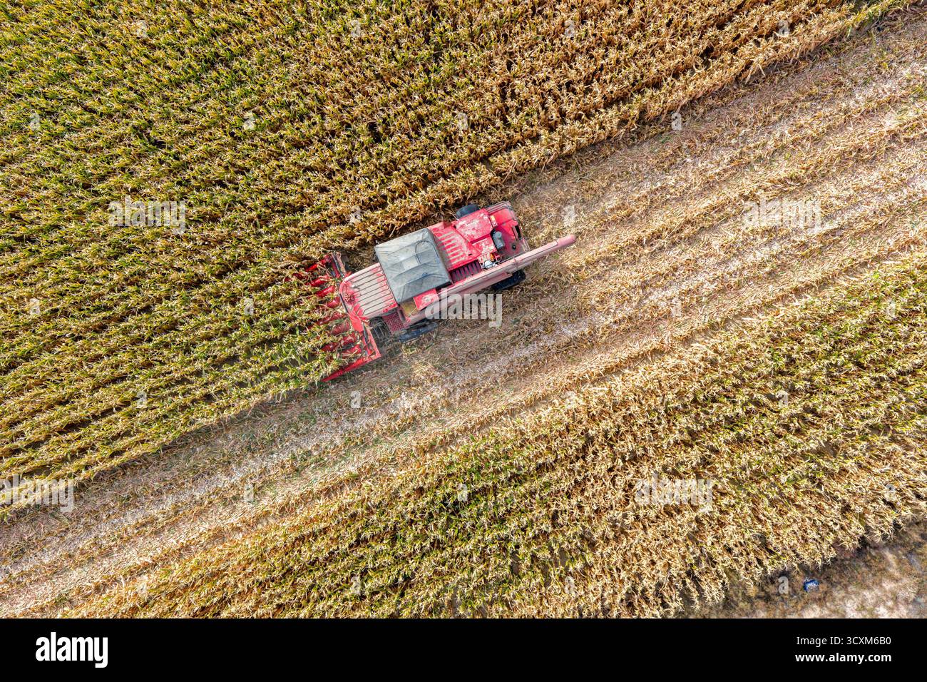 Bayannur, Chinas autonome Region Innere Mongolei. Oktober 2025. Ein Foto der Drohne zeigt einen Reaper, der Mais im urad Front Banner in Bayannur, der Autonomen Region Innere Mongolei im Norden Chinas, am 15. Oktober 2025 erntet. Das urad Front Banner in Bayannur hat vor kurzem die Herbsterntesaison begonnen, in der maschinelle Landwirtschaft eingesetzt wird, um die Effizienz zu verbessern. Quelle: Ma Jinrui/Xinhua/Alamy Live News Stockfoto
