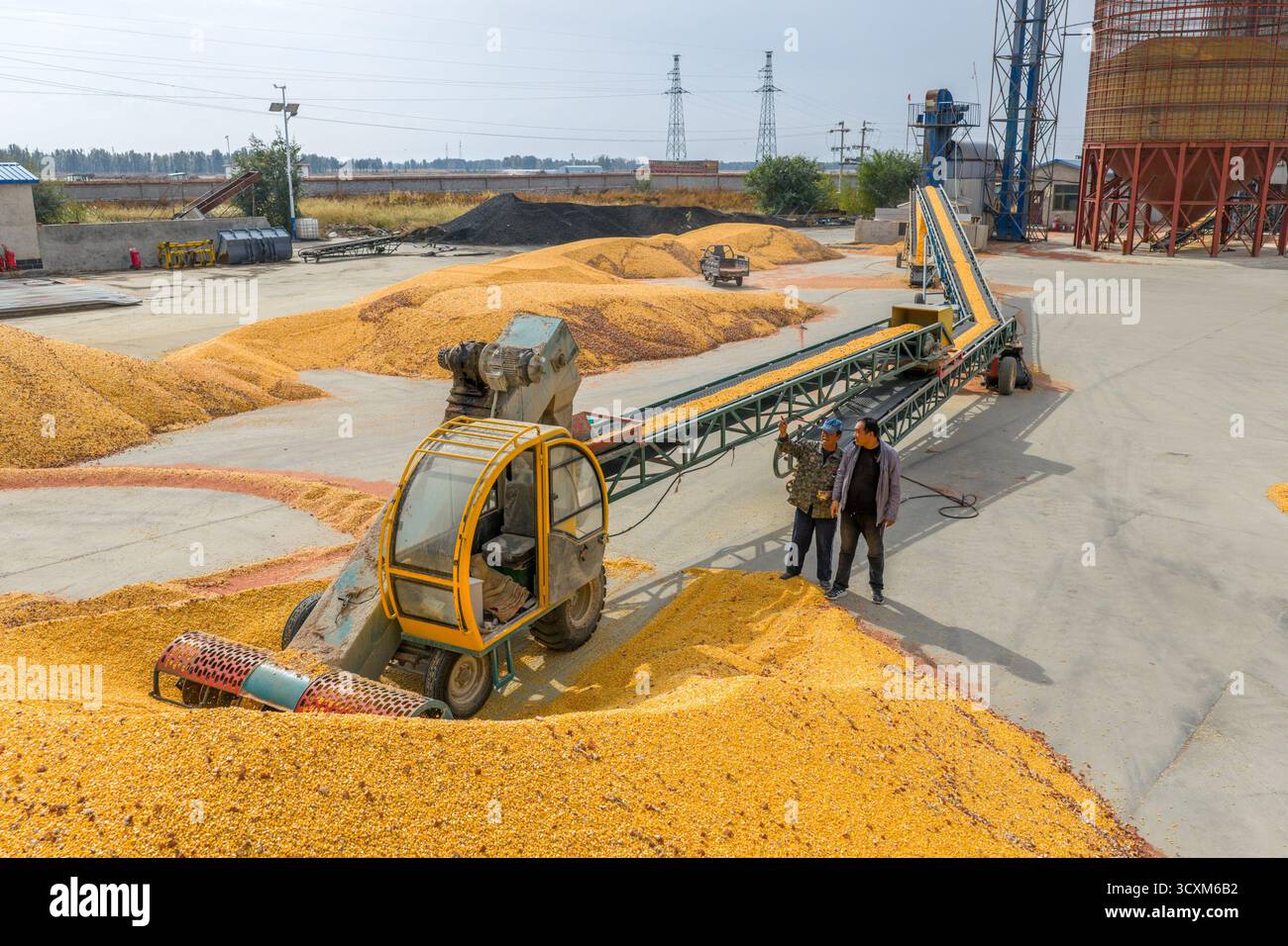 Bayannur, Chinas autonome Region Innere Mongolei. Oktober 2025. Ein Mitarbeiter betreibt eine Maschine zum Transport von geerntetem Mais in den Trockner im urad Front Banner in Bayannur, nordchinesischer autonomer Region Innere Mongolei, 15. Oktober 2025. Das urad Front Banner in Bayannur hat vor kurzem die Herbsterntesaison begonnen, in der maschinelle Landwirtschaft eingesetzt wird, um die Effizienz zu verbessern. Quelle: Ma Jinrui/Xinhua/Alamy Live News Stockfoto