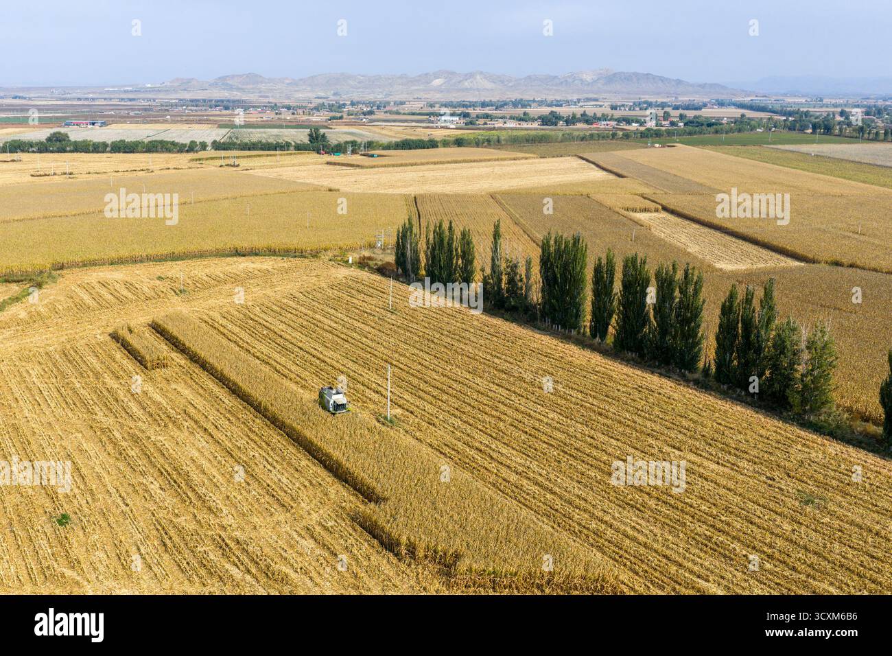 Bayannur, Chinas autonome Region Innere Mongolei. Oktober 2025. Ein Foto der Drohne zeigt einen Reaper, der Mais im urad Front Banner in Bayannur, der Autonomen Region Innere Mongolei im Norden Chinas, am 15. Oktober 2025 erntet. Das urad Front Banner in Bayannur hat vor kurzem die Herbsterntesaison begonnen, in der maschinelle Landwirtschaft eingesetzt wird, um die Effizienz zu verbessern. Quelle: Ma Jinrui/Xinhua/Alamy Live News Stockfoto