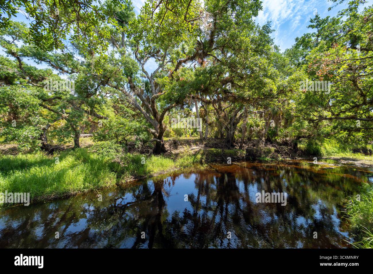 Florida subtropischer Dschungel mit grünen Palmen, Fluss und wilder Vegetation im Süden der USA. Dichtes Ökosystem des Regenwaldes Stockfoto