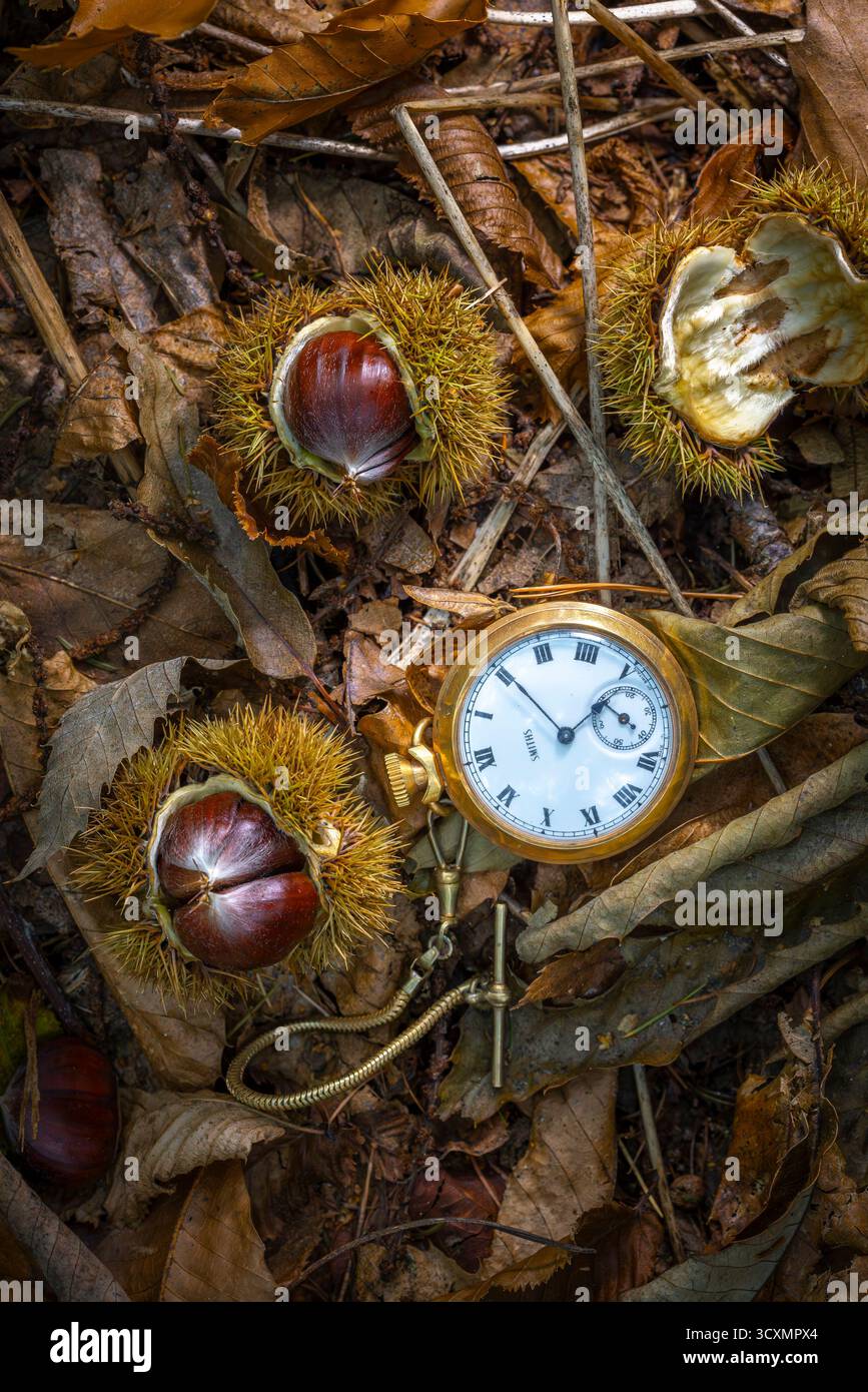 Bild der Herbstzeit. Taschenuhr auf Herbstlaub gelegt und offene Kastanien auf dem Boden. Stockfoto