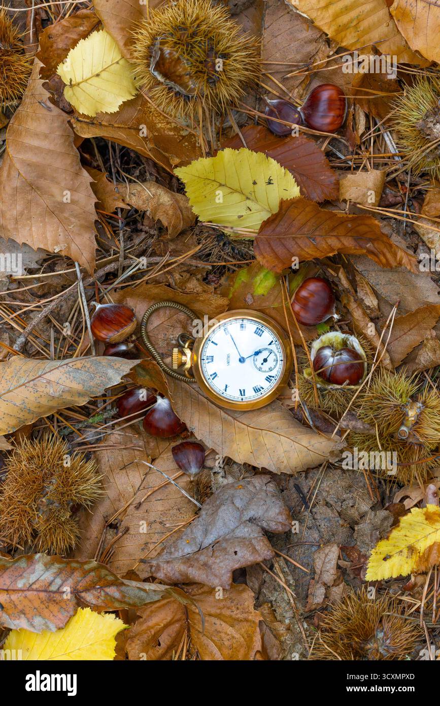 Bild der Herbstzeit. Taschenuhr auf Herbstlaub gelegt und offene Kastanien auf dem Boden. Stockfoto