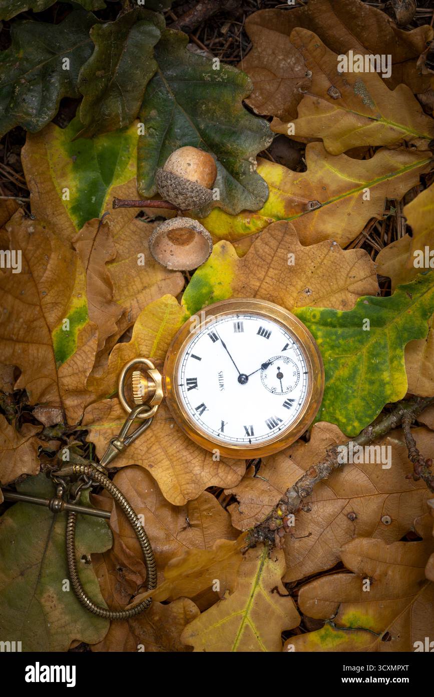 Bild der Herbstzeit. Taschenuhr auf Herbsteichenblättern und einer Eichel- und Eichelschale. Stockfoto