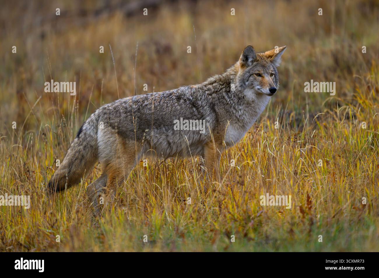 Schöner Kojote, der auf einer Wiese nach Beute Ausschau hält, im Yellowstone-Nationalpark, Wyoming Stockfoto