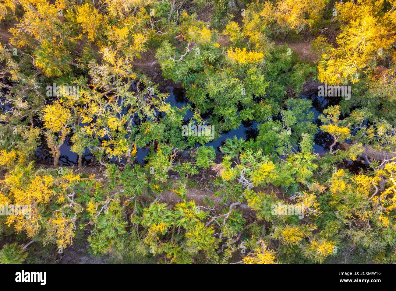 Subtropische Dschungel wilde Vegetation mit Feuchtflüssen und grünen Palmen im Süden Floridas, USA. Dichtes Ökosystem des Regenwaldes Stockfoto