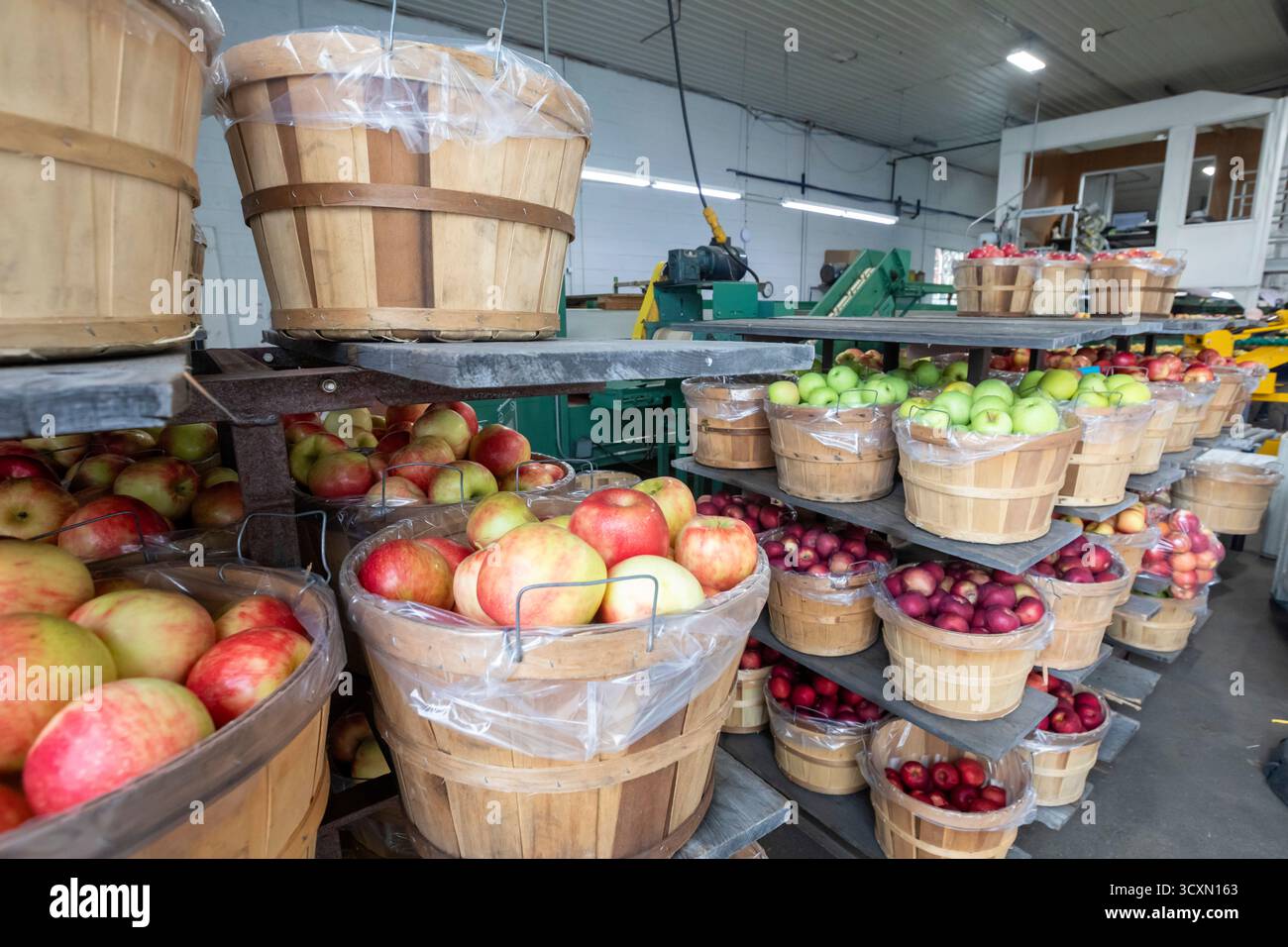Berrien Springs, Michigan: Auf Hildebrand Fruit Farms werden frische Äpfel sortiert und verpackt. Michigan ist der zweitgrößte Anbauer von Äpfeln in der Unite Stockfoto