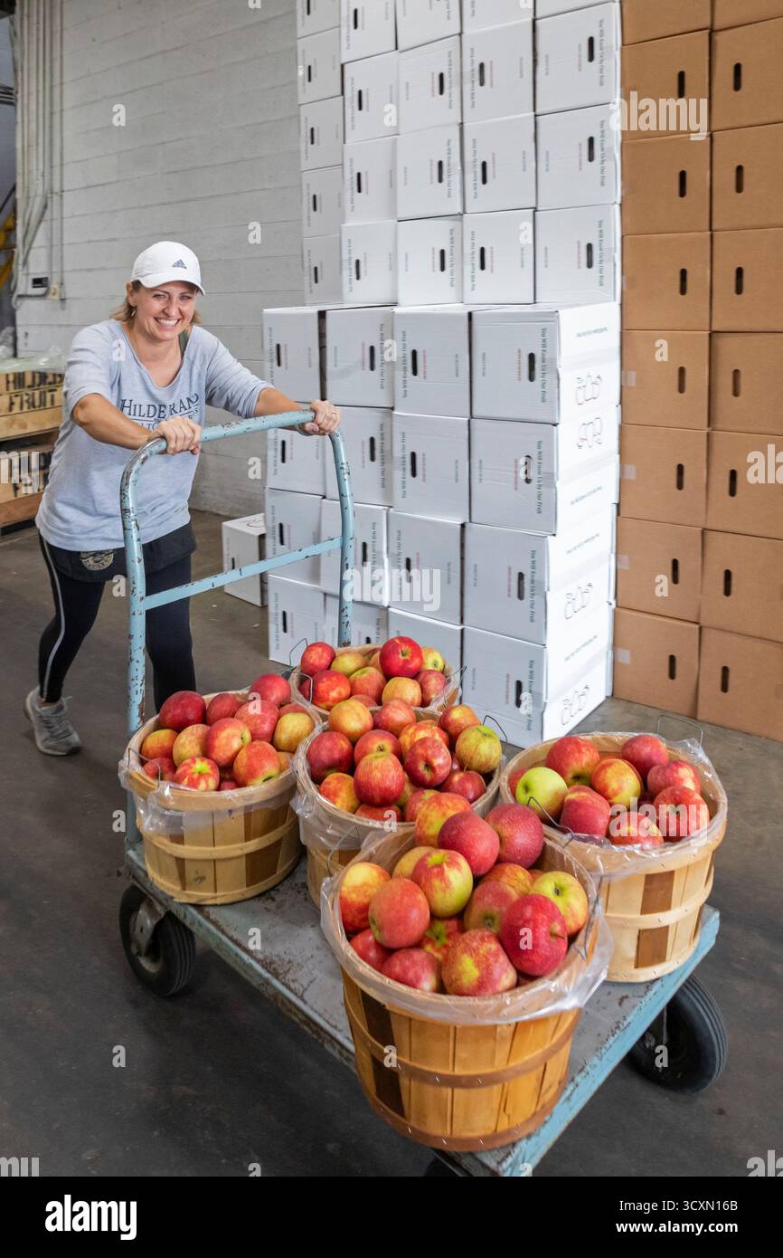 Berrien Springs, Michigan: Auf Hildebrand Fruit Farms werden frische Äpfel sortiert und verpackt. Michigan ist der zweitgrößte Anbauer von Äpfeln in der Unite Stockfoto
