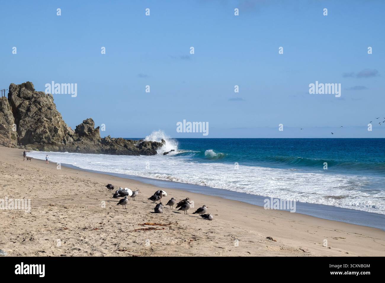 Malibu Strand mit Wellen und Vögeln, Malibu, Kalifornien, USA Stockfoto