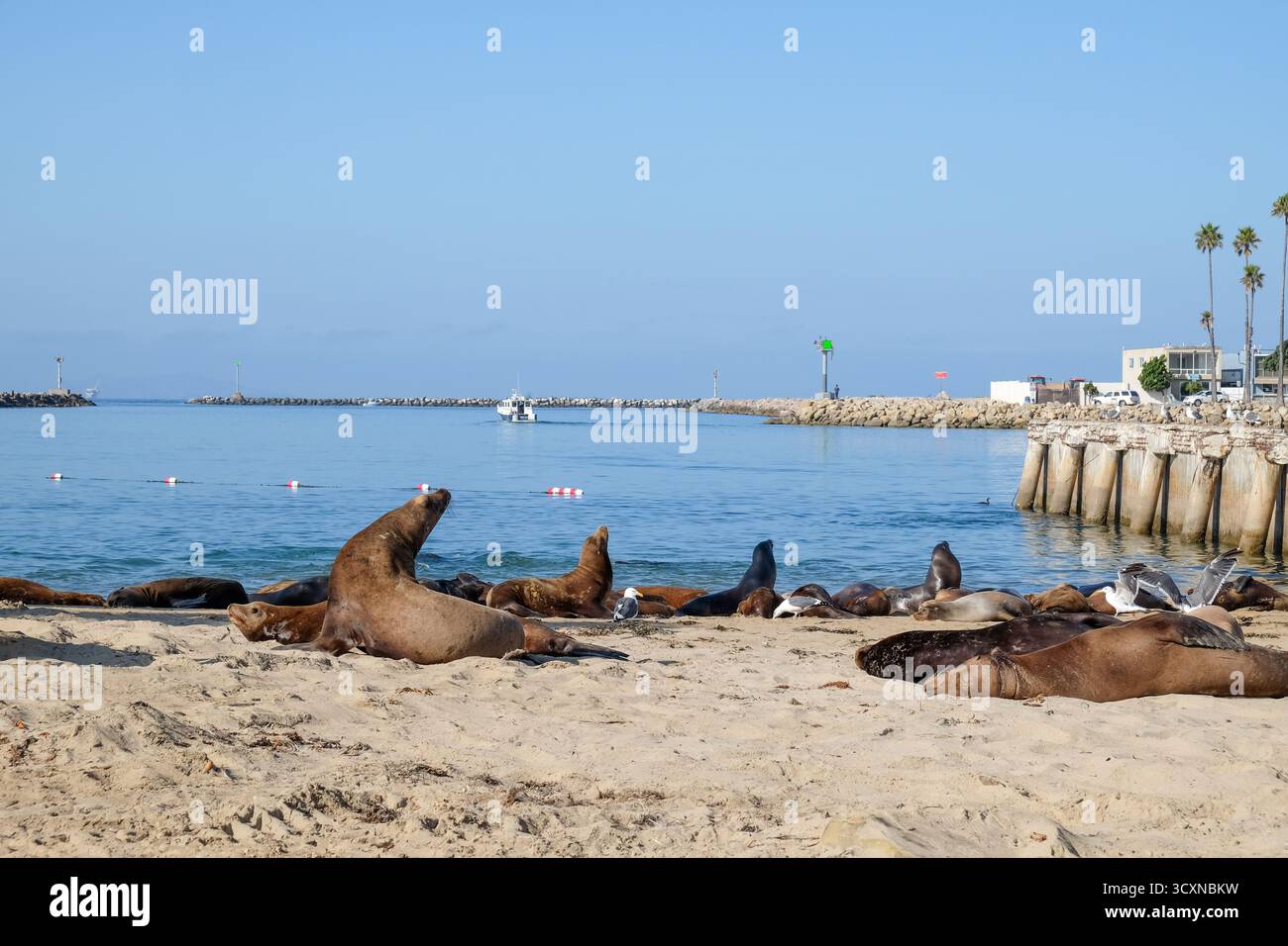 Robben am Strand in Oxnard, Kalifornien, USA Stockfoto