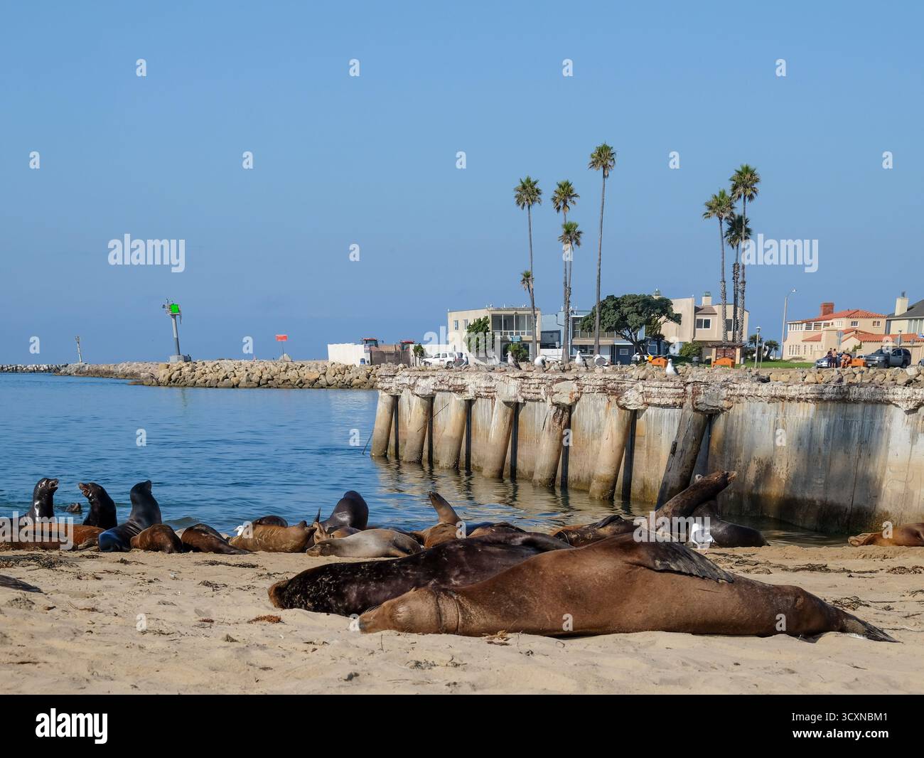 Robben am Strand in Oxnard, Kalifornien, USA Stockfoto