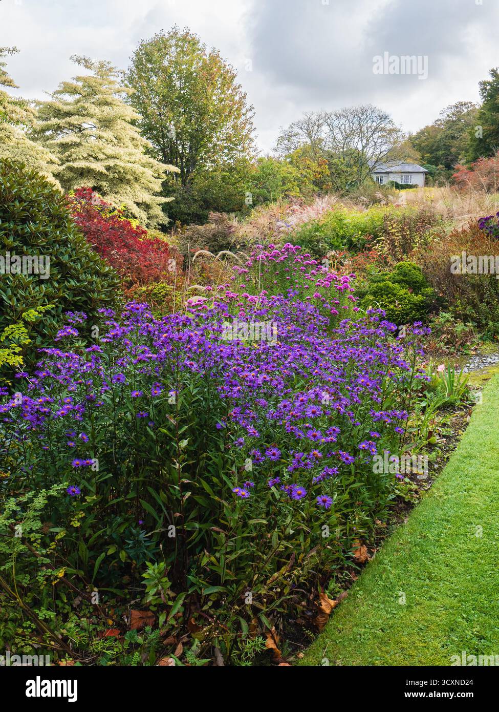 Michaelmas Gänseblümchen, Symphyotrichum novi-belgii bilden einen Herbstblick im Garden House, Devon, Großbritannien Stockfoto