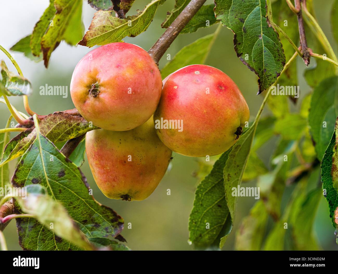 Reife Herbstfrucht des harten Laubkrabbenapfels, Malus „Jelly King“ Stockfoto
