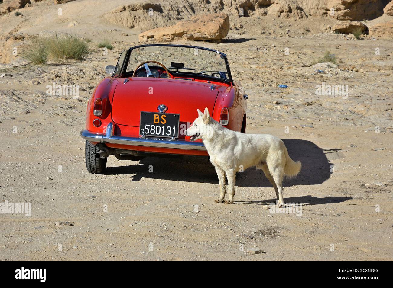 Tozeur, Tunesien - 29. September 2004: Hund und rote Alfa Romeo Giulietta Spider 750D in der Sahara, Tunesien Stockfoto